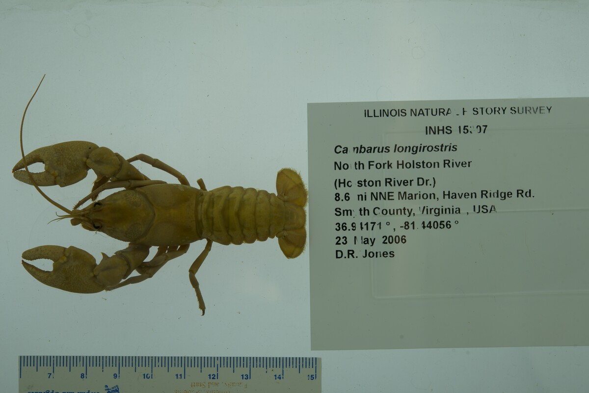 Cambarus longirostris image